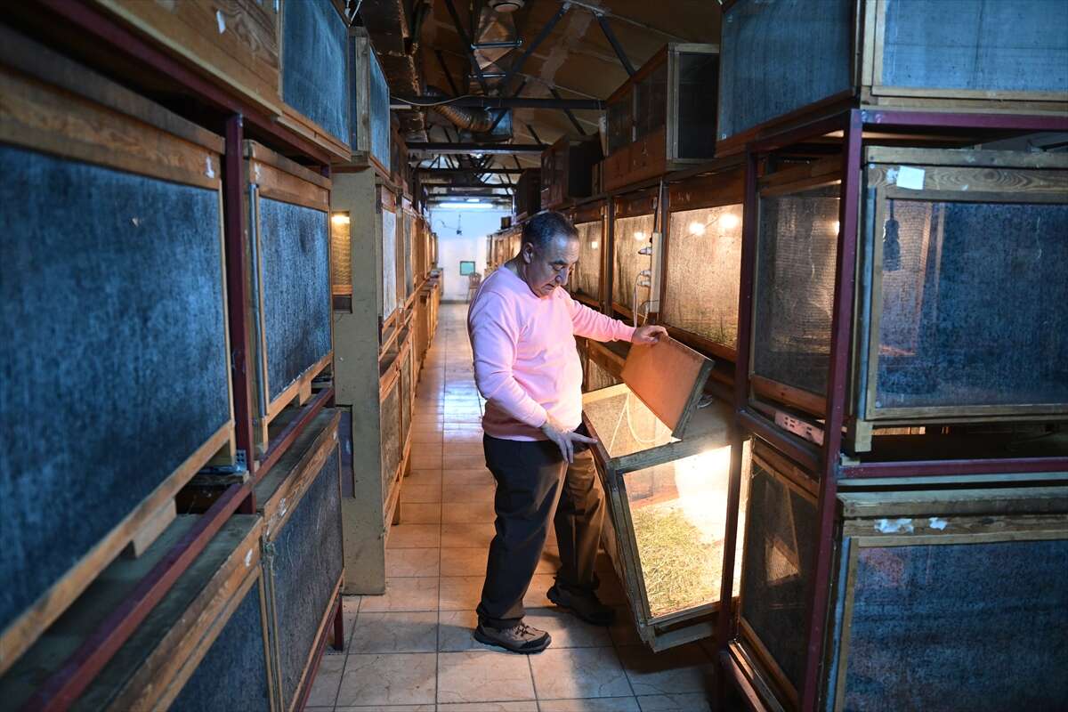 Antalya’da üretilen böcekler Konya’da köpek mamasına dönüşüyor 7